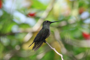 red winged blackbird