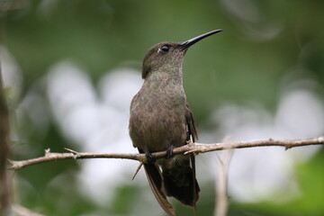 hummingbird