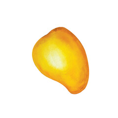 Mango fruit closeup. Isolated on white background. Watercolor. Hand painting on paper