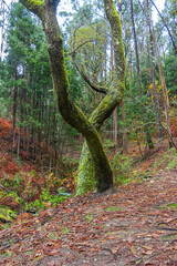 two trees intertwined in the shape of a fork