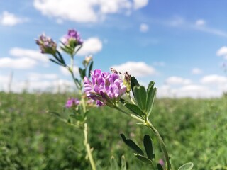 flowers in the field