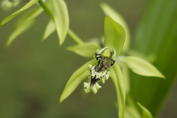 Tropical Flower Coelogyne pandurata or Kalimantan Black Orchid is blooming.