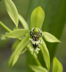 Tropical Flower Coelogyne pandurata or Kalimantan Black Orchid is blooming.