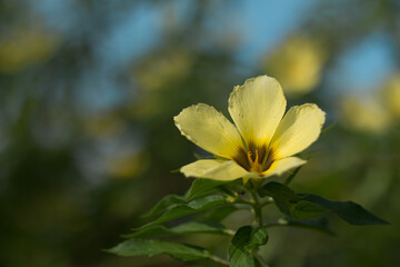 Turnera subulata flower is blooming
