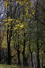 Urban park in an autumn day