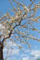 White cherry blossom tree looking up to sky.