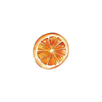 Slice of orange drawing by watercolor. Hand drawn illustration of orange cut