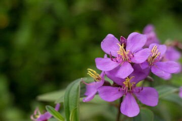 Fototapeta premium The Karamunting flower or Melastoma Malabathricum, also known as Indian Rhododendron, Singapore Rhododendron or Senduduk, is blooming in the forest.