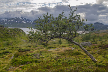 Obraz premium Solitary Birch tree in Scandinavian tundra landscape