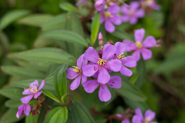 Obraz premium The Karamunting flower or Melastoma Malabathricum, also known as Indian Rhododendron, Singapore Rhododendron or Senduduk, is blooming in the forest.