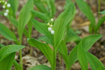 many white lily of the valley flowers on the stalk among the green leaves in nature