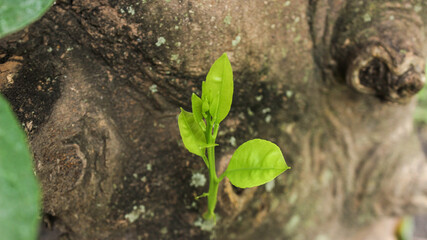Bud in Tree