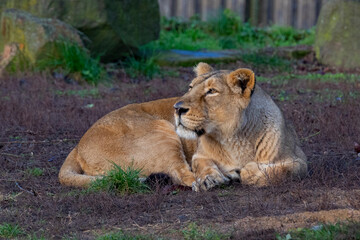 Obraz na płótnie Canvas Lion, Prague zoo