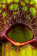 Trap Leaf of a Pitcher Plant (Sarracenia spec.)