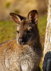 Kangaroo, Prague zoo