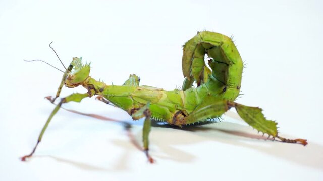 Studio shot of adult female of Extatosoma tiaratum, commonly known as giant prickly stick insect, Macleay's spectre, or Australian walking stick. Animal, phasmid on white background