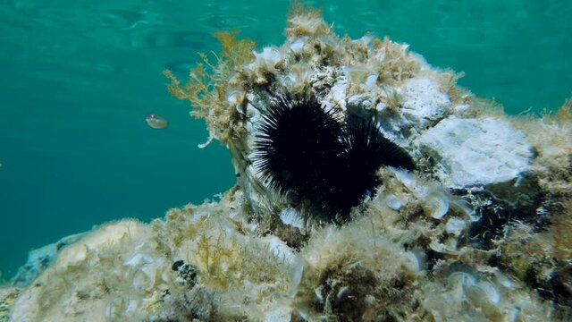 Purple sea urchins (Paracentrotus lividus) sits on the rocky bottom a wrasse fish swims nearby on blue water background. Adriatic Sea, Montenegro, Europe