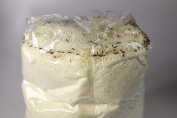 Flour beetle Tribolium confusum in a plastic bag with semolina. Small brown bugs are pests in food. Food infected with parasites.