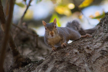 American gray squirrel. Gateway park, Travelers Rest, SC, USA.