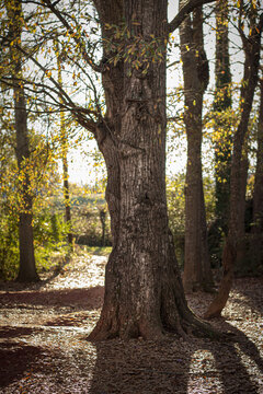 Tree casts shadow in Gateway park, Travelers Rest, SC, USA.