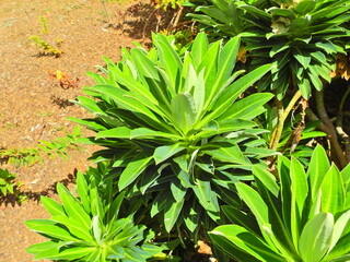 Spurge (Euphorbia stygiana)