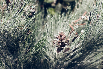 Christmas holiday decorations. Christmas fir tree brunch with red berries and cones in snow sparkling close up texture. Shallow focus. Christmas wallpaper concept