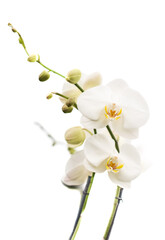 Naklejka na ściany i meble White flower in macro close up