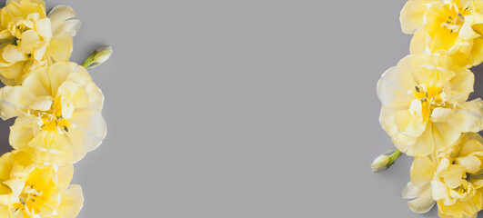 Yellow tulip flowers on gray background. Place for text. Toned image with trend color of 2021 year