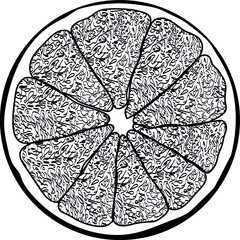 Grapefruit illustration - outline fruit - vector