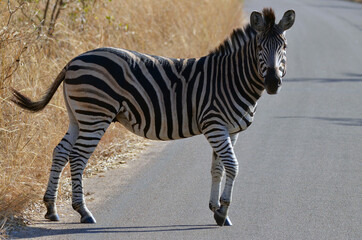 A zebra looks right before crossing the road in Kruger national park
