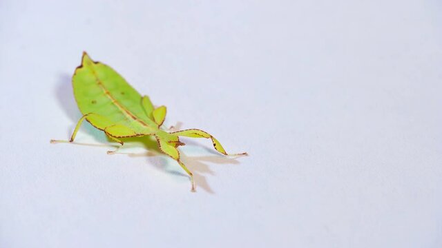 Studio shot of a nymph of Phyllium philippinicum, a species of tropical leaf insect, leaf bug, walking leaf, or bug leaf from Philippines, Asia. Exotic animal, phasmid on white background. Copy space
