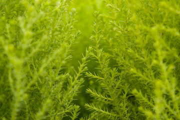 Green plant with texture 
