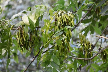 Branches with green leaves and seeds of Fraxinus Excelsior or Common Ash tree.