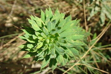 Flax-leaved Daphne (Daphne gnidium)