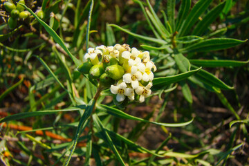 Flax-leaved Daphne (Daphne gnidium)