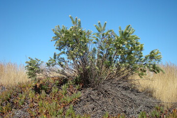 Flax-leaved Daphne (Daphne gnidium)