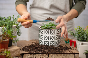Woman care about indoor flower into white ceramic pot and using little garden shovel on wooden table with scattered earth background. Concept of plants care and home garden.