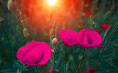 wild  pink flowers poppies in the field at sunset