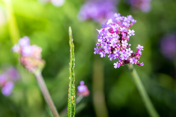 The background image of the colorful flowers