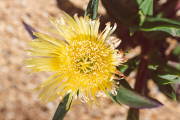 close-up of Carpobrotus glaucescens also known as Pigface plant outdoor