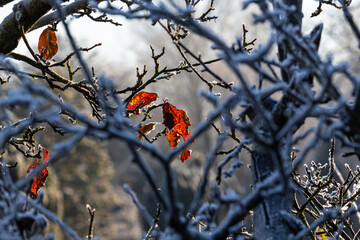 Winteranfang in Norddeutschland