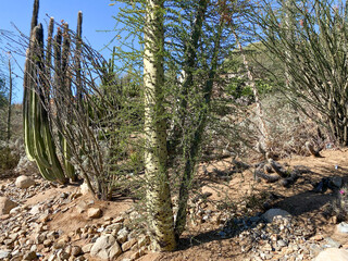 Cactus in the Arizona dry mountain desert, United States
