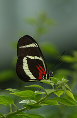 butterfly sitting on a leaf