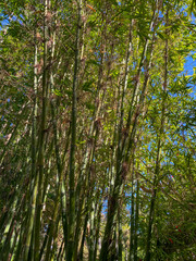 Bamboo Forest, Kyoto, Japan. Green tall Bamboo