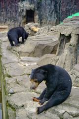 Malayan sun bear. 