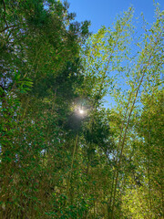 Kyoto, Japan Bamboo Forest with sun on the background