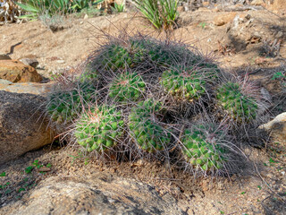 Cactus in the Arizona dry mountain desert, United States