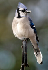 Bluejay lands on the backyard deck