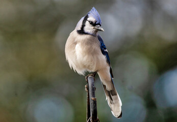 Bluejay lands on the backyard deck