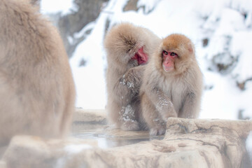 Naklejka premium Mature Snow Monkey and Baby Snow Monkey Sit near Onsen after Onsen Bathing at Jigokudani Monkey? Park in Winter, Nagano, Japan